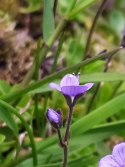 Veronica aphylla