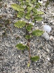 Leptinella potentillina
