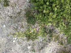 Leptinella potentillina