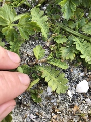 Leptinella potentillina