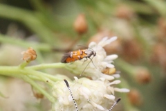 Neoheliodines hodgesi