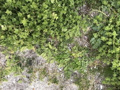 Leptinella potentillina