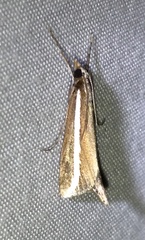 Carectocultus perstrialis