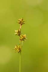 Carex echinata echinata