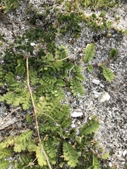 Leptinella potentillina