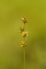 Carex echinata echinata