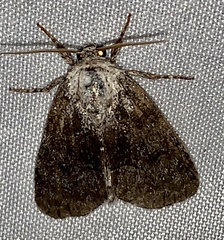 Protodeltote albidula