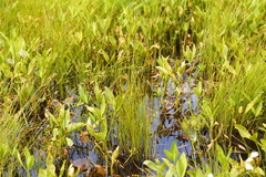 Carex echinata echinata