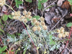 Antennaria rosea confinis