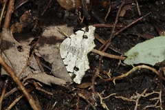 Macaria notata
