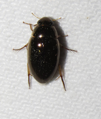 Tropisternus lateralis