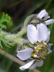 Achillea atrata