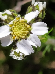 Achillea atrata