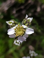 Achillea atrata