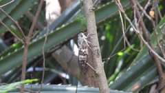 Platylomia bivocalis