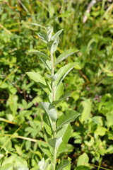 Salix commutata