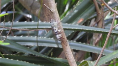 Platylomia bivocalis
