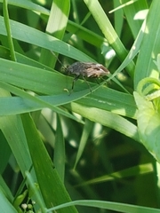 Graptopeltus lynceus