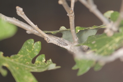 Microcentrus perditus