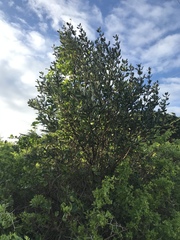 Olearia traversiorum