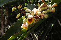 Alpinia koshunensis