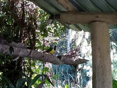 Cyanocorax yncas yncas