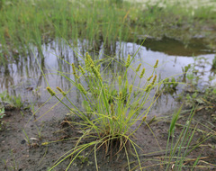 Carex neurocarpa