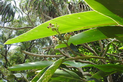 Alpinia koshunensis