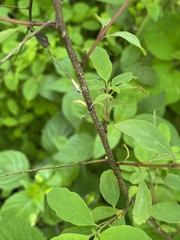 Porophyllum ruderale