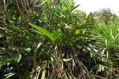 Alpinia koshunensis