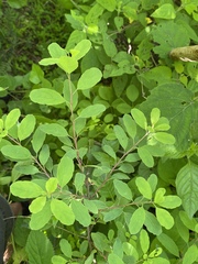 Porophyllum ruderale