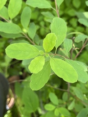 Porophyllum ruderale