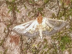 Diacme elealis