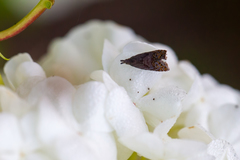 Dichrorampha plumbana