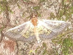 Diacme elealis