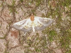 Diacme elealis