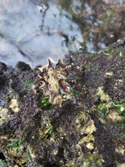 Saccostrea glomerata