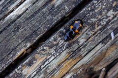 Glischrochilus hortensis