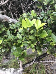 Myrsine chathamica