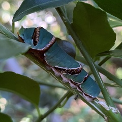 Papilio ambrax