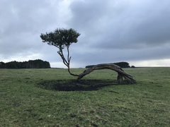 Olearia traversiorum
