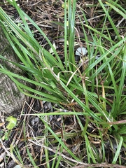 Carex ventosa