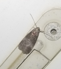 Euzophera ostricolorella