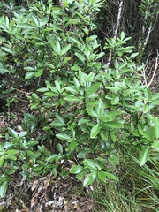Melicytus chathamicus