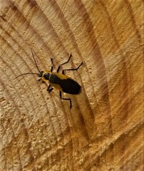 Chauliognathus distinguendus