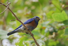 Sialia mexicana