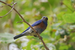 Sialia mexicana