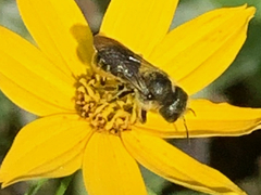 Megachilinae