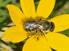 Megachilinae