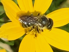 Megachilinae